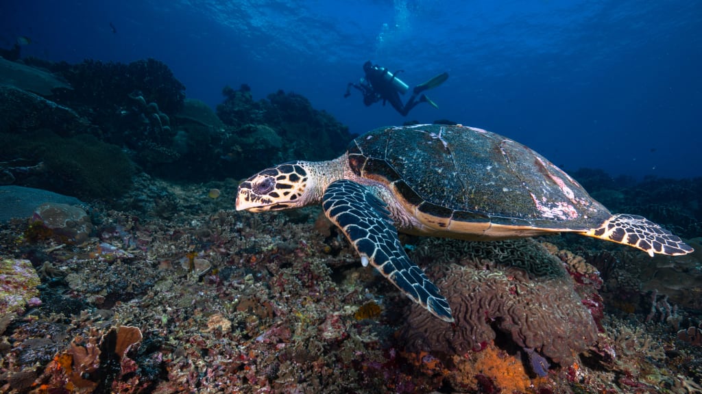 Try Scuba Nusa Penida